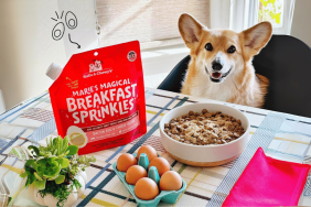 Can Dogs Have Canola Oil in Their Food