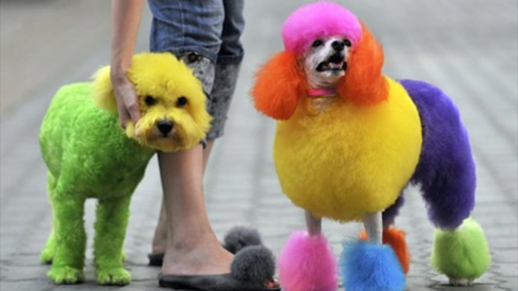 Can Dogs Have Kool Aid
