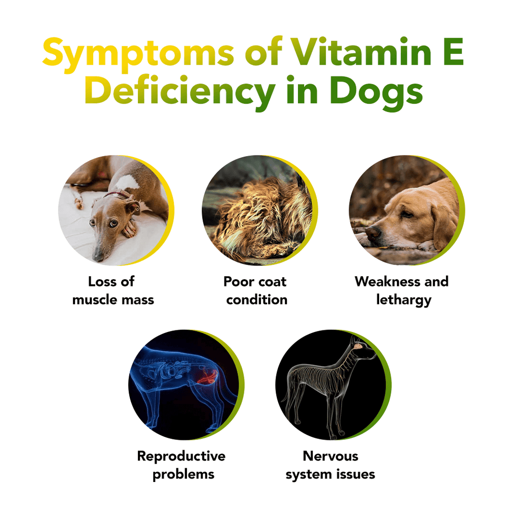 Can Dogs Have Vitamin E