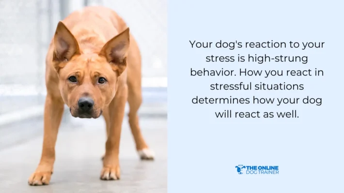 Can Dogs Sense Anxiety