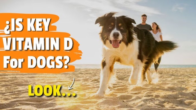 Can Dogs Take Vitamin D