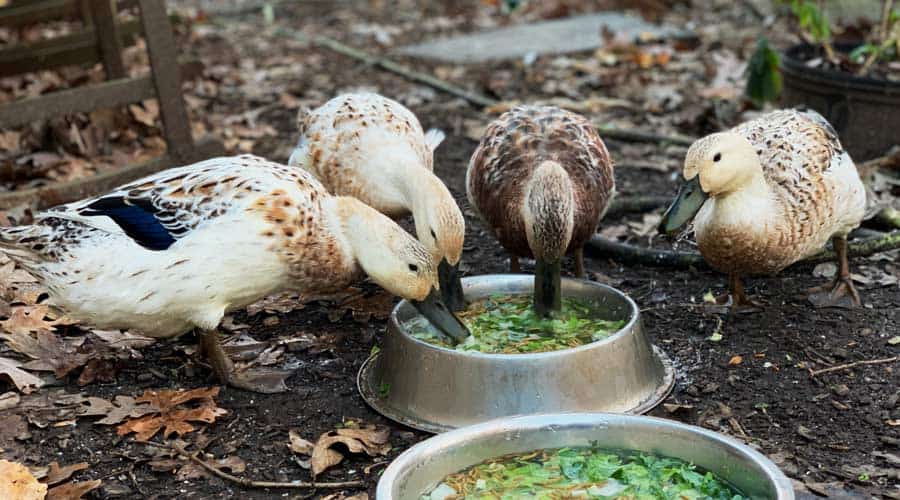 Can Ducks Eat Dog Food