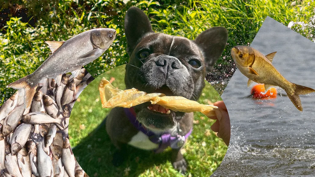 Can Fish Eat Dog Food