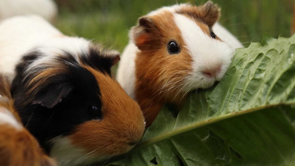 Can Guinea Pigs Eat Dog Food