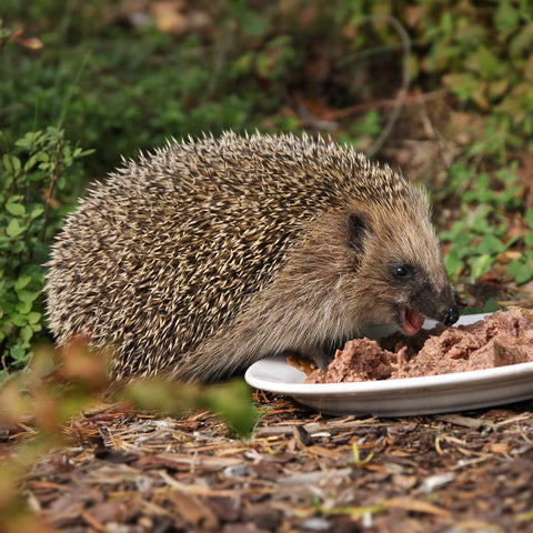 Can Hedgehogs Eat Dog Food