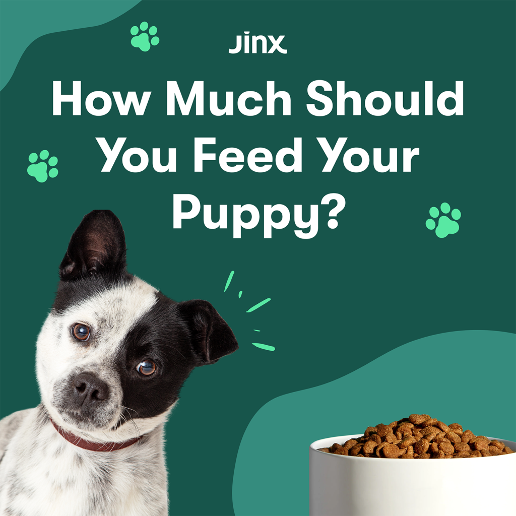 Can I Feed My Adult Dog Puppy Food