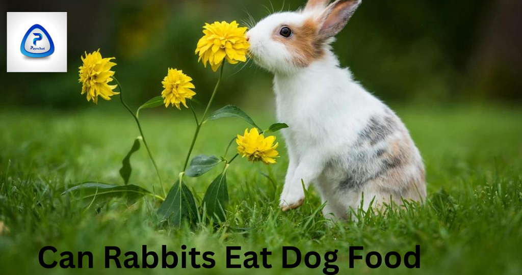 Can Rabbits Eat Dog Food