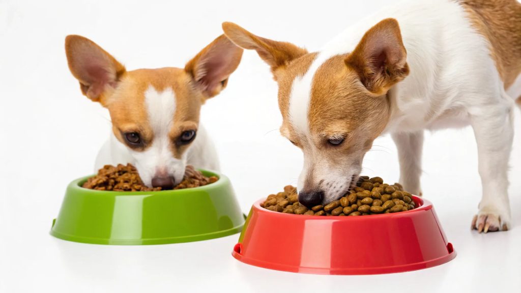 Can Small Dogs Eat Big Dog Food