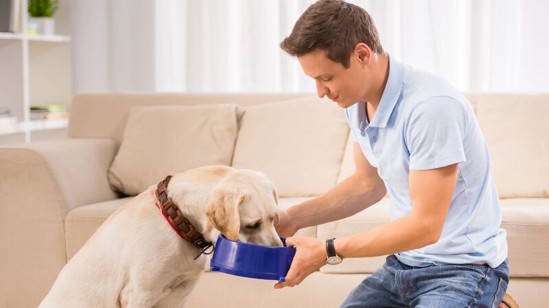 Can U Buy Dog Food With Ebt
