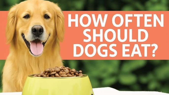 Can U Get Dog Food With Ebt