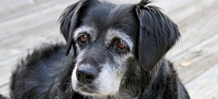 Can You Get Pet Insurance for Older Dogs