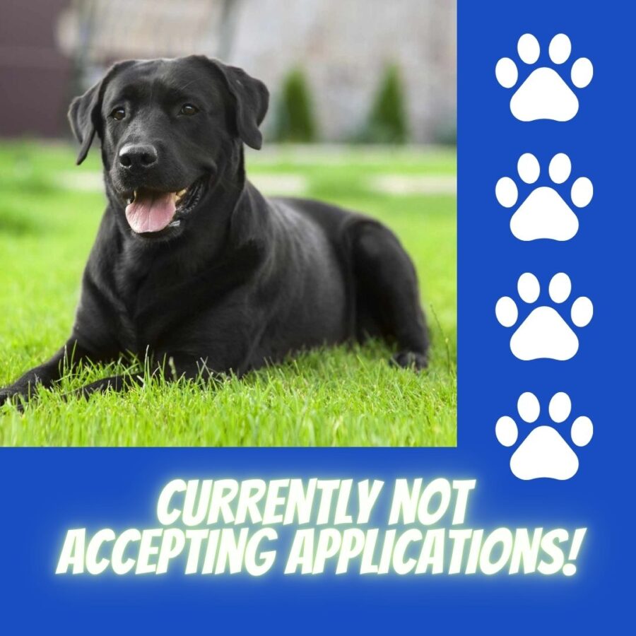 Career Change Dogs for Adoption near Me