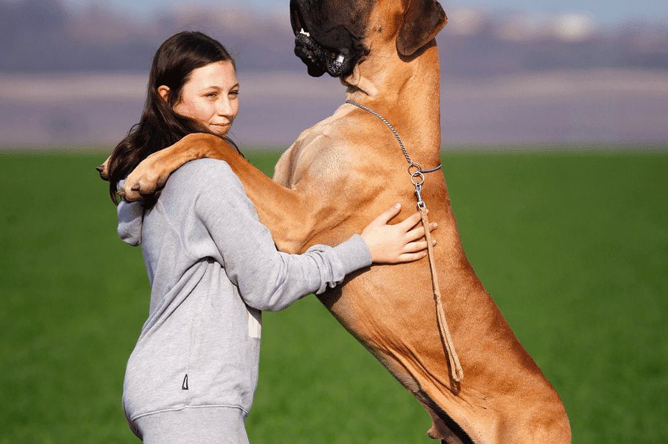 Cutest Big Dog Breeds