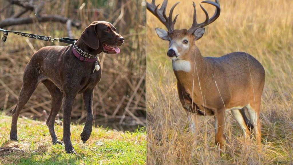 Deer Tracking Dog Breeds