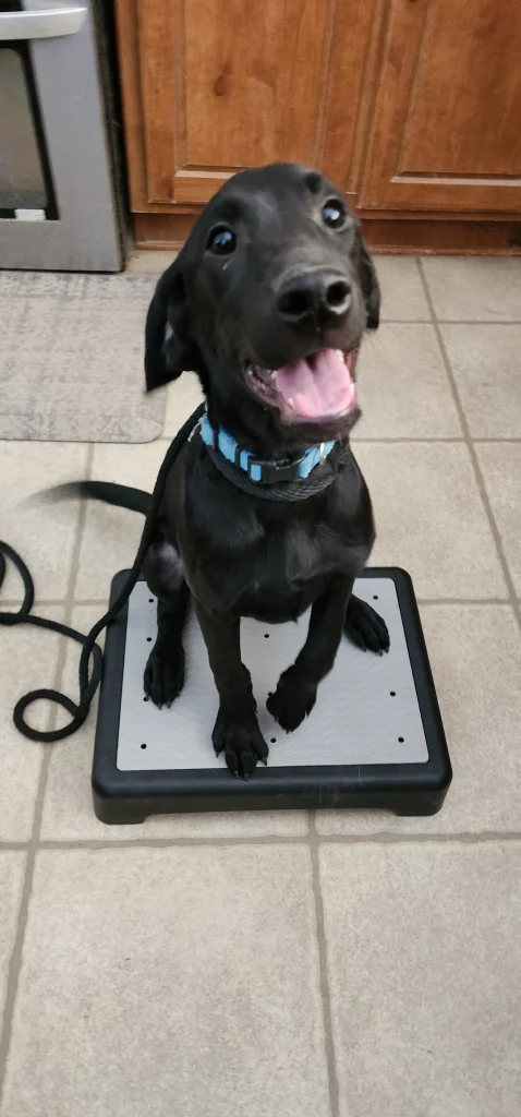 Diabetic Service Dog Breeds
