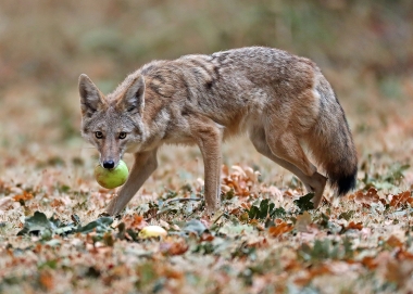 Do Coyotes Eat Dog Food