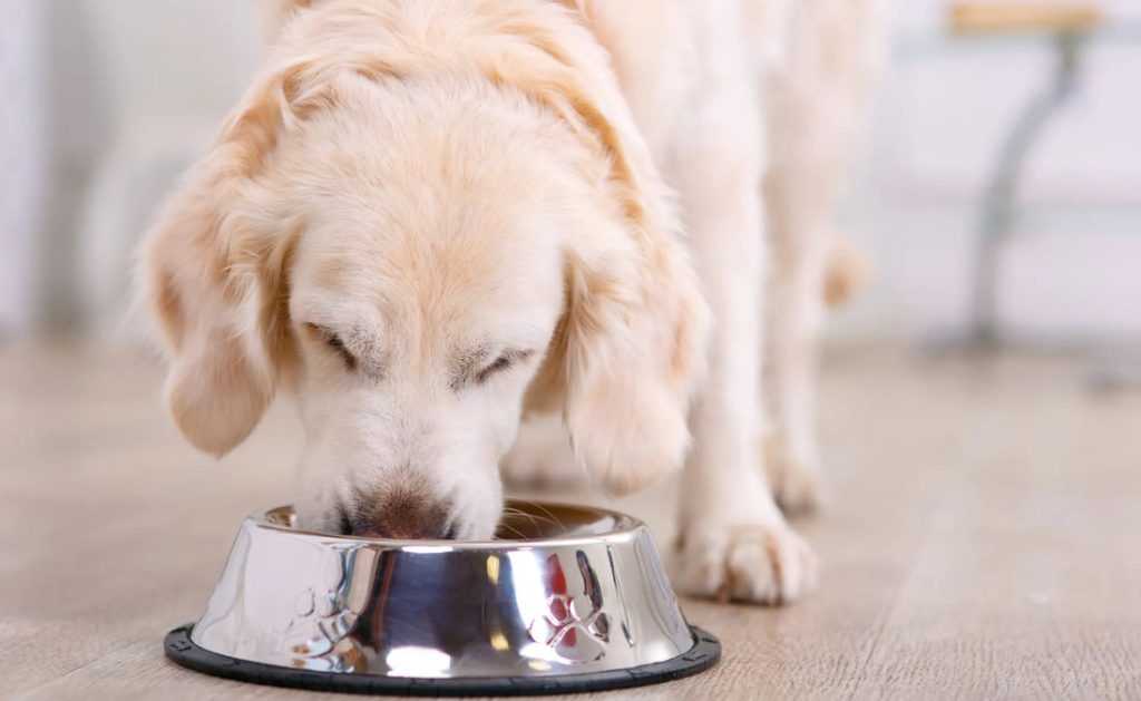 Do Dogs Get Sick of Their Food