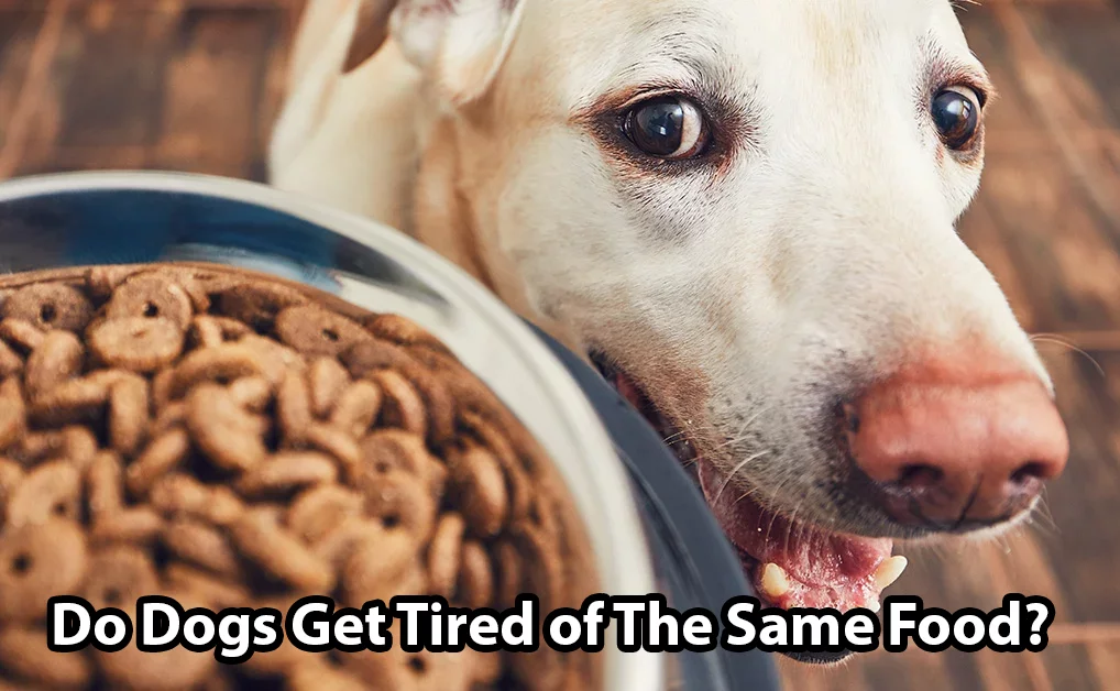 Do Dogs Get Tired of Their Food