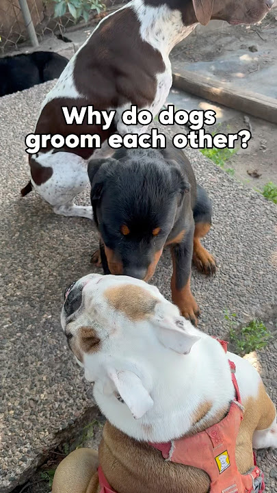 Do Dogs Groom Each Other