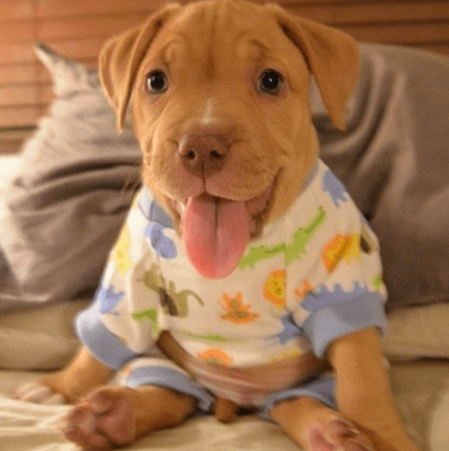 Do Dogs Like to Wear Clothes