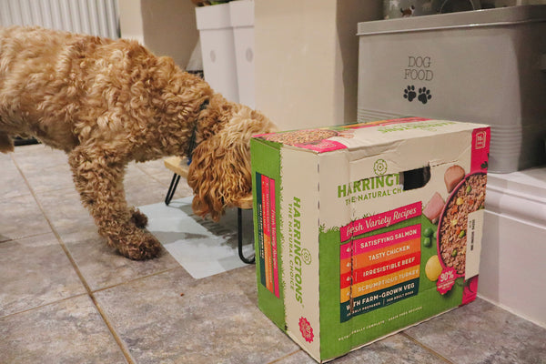 Do Dogs Like Warm Food