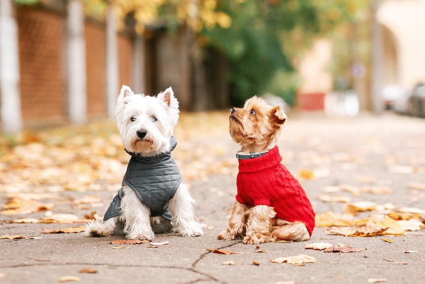 Do Dogs Like Wearing Clothes