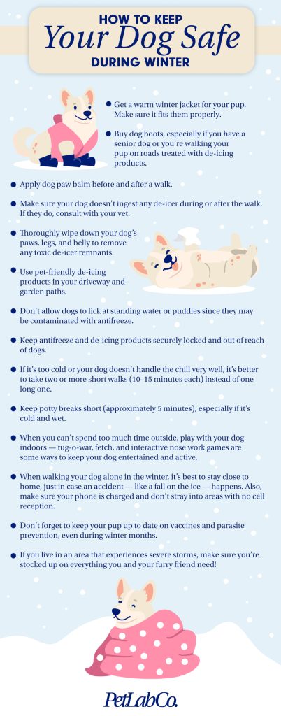 Do Dogs Need Boots for Snow