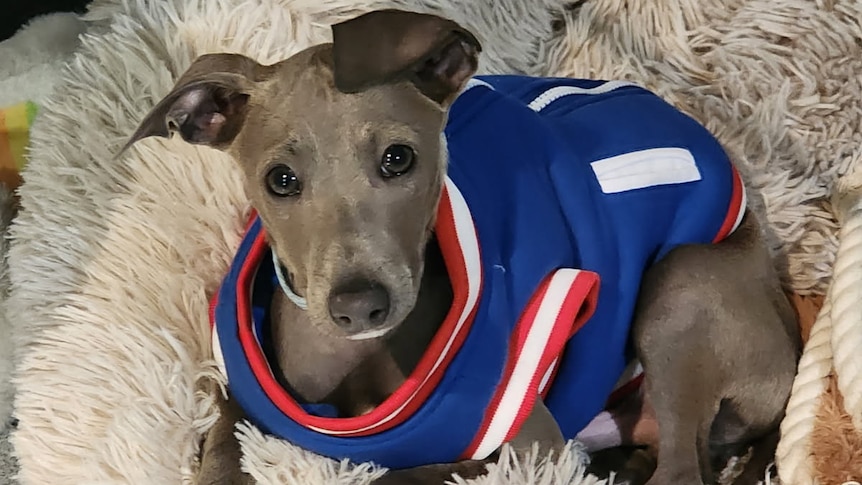 Do Dogs Need Jackets in Winter