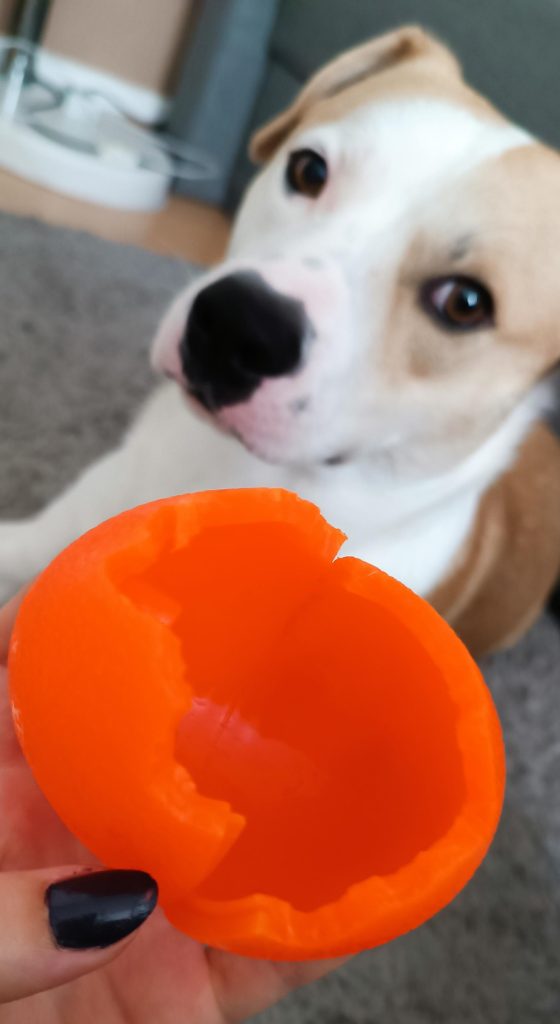 Do Dogs Think They are Killing Their Toys