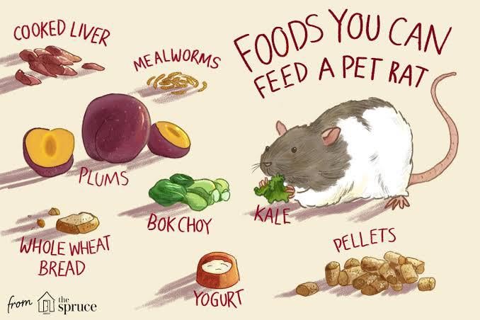 Do Rats Eat Dog Food
