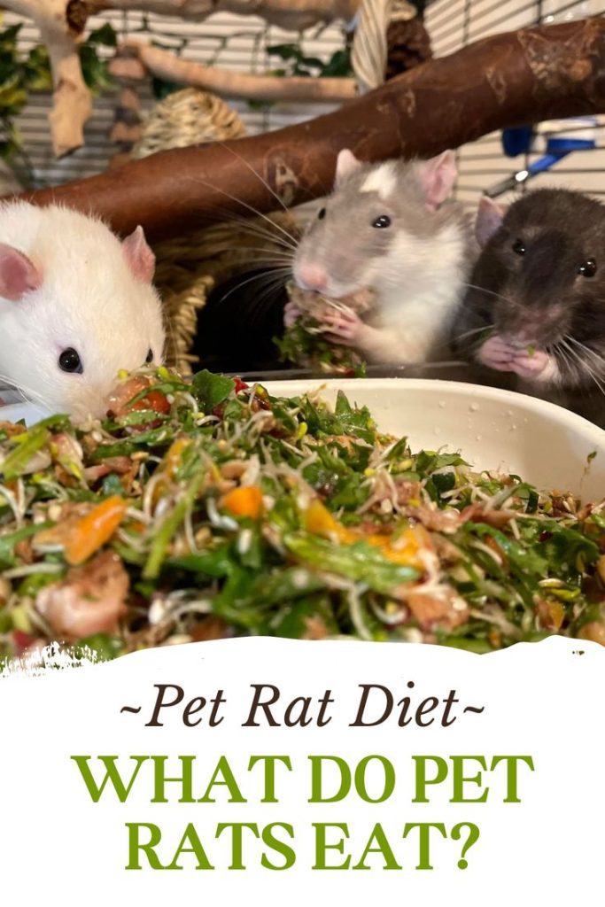 Do Rats Like Dog Food