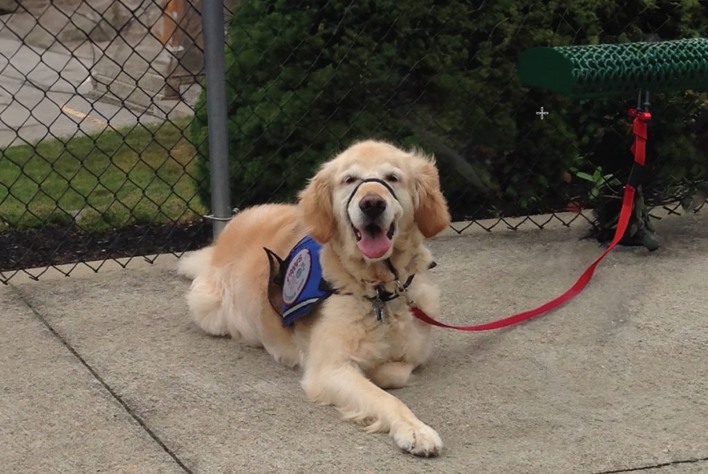 Do Service Dogs Have to Wear a Leash