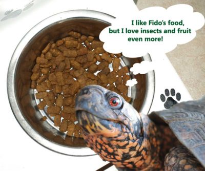 Do Turtles Eat Dog Food