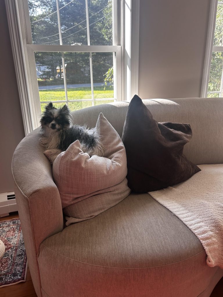 Does Another Dog Help With Separation Anxiety