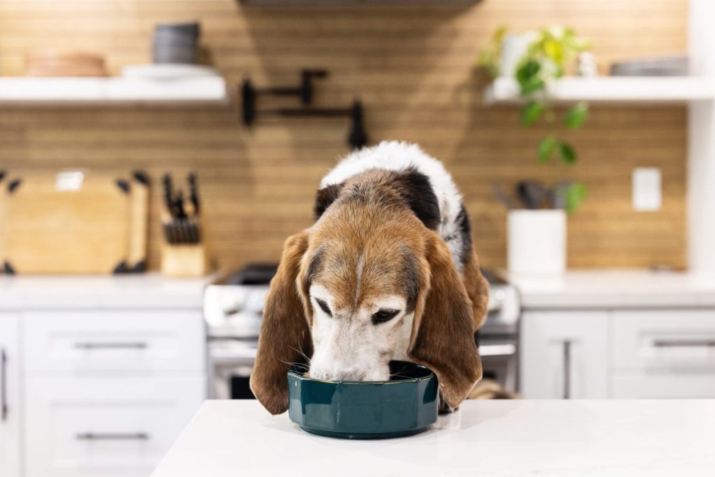 Does Dog Chew Their Food