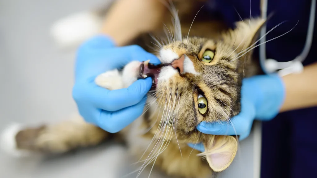 Does Dog Insurance Cover Dental Work