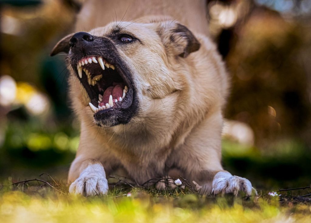 Does Homeowners Insurance Cover Dog Attacks