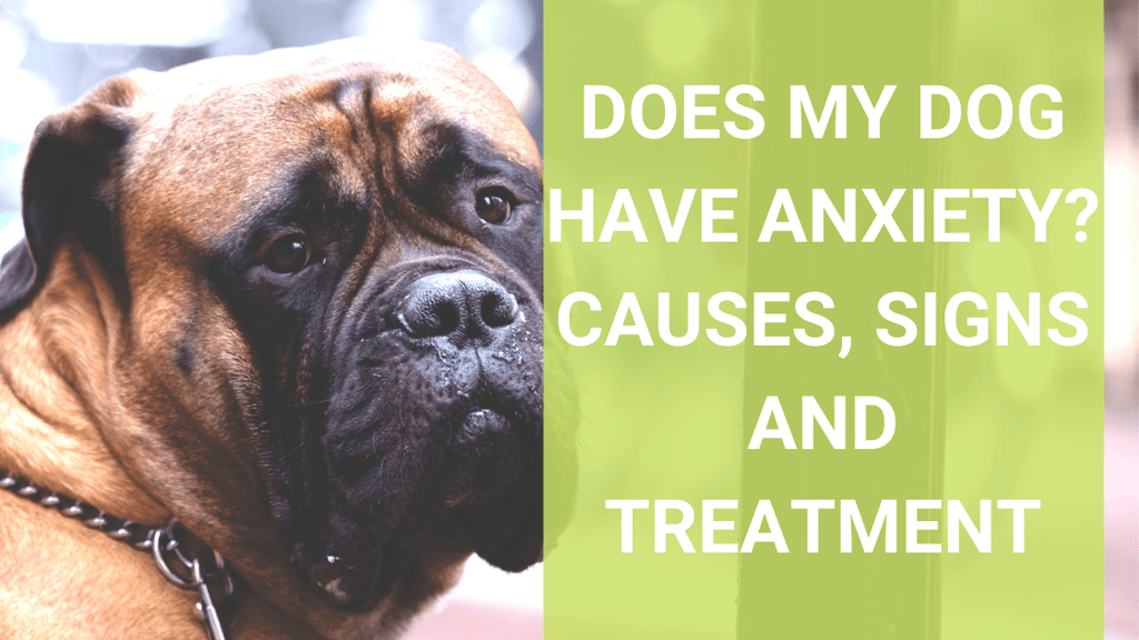 Does My Dog Have Anxiety