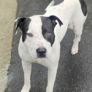 Dog Adoption Concord Nc