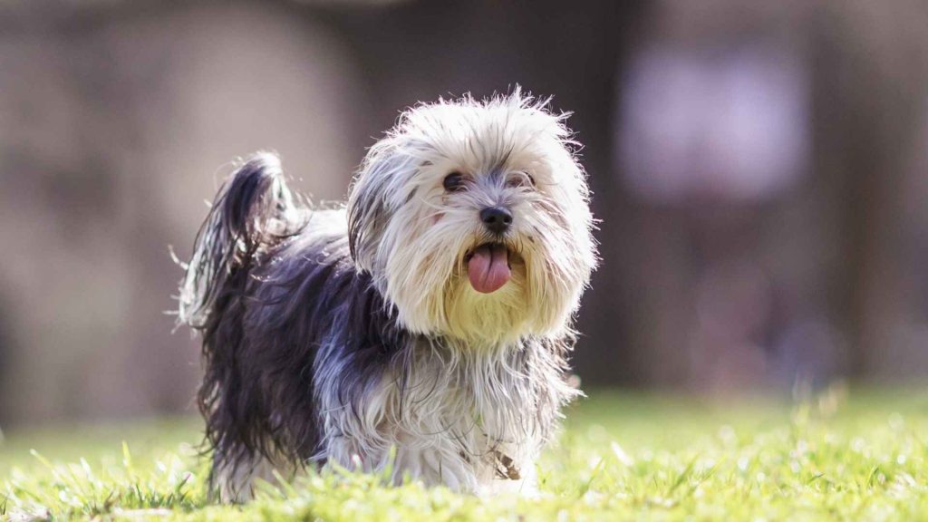 Dog Breeds for Home