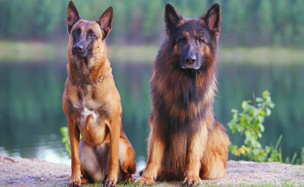 Dog Breeds Germany
