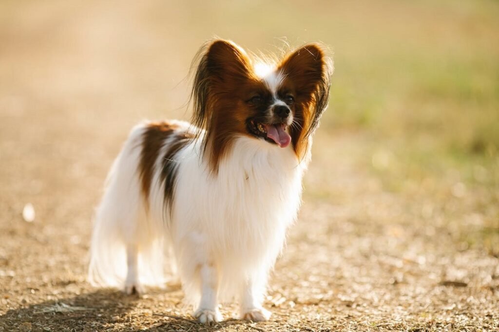 Dog Breeds Less Than 20 Lbs