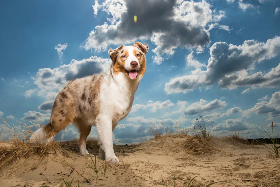 Dog Breeds Medium