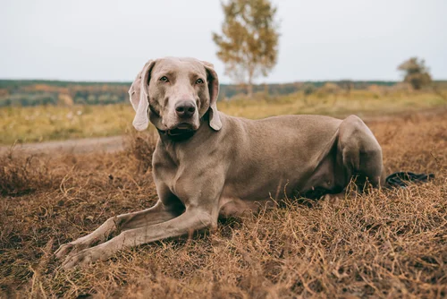Dog Breeds Starting With W