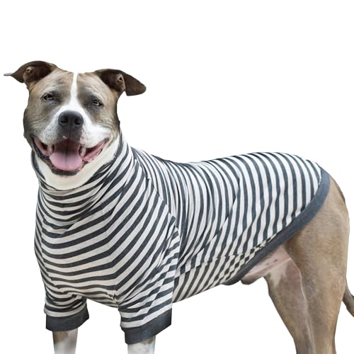 Dog Insurance With Coverage for Surgeries