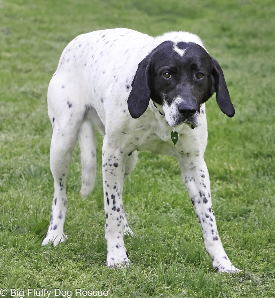 Dogs for Adoption near East Windsor