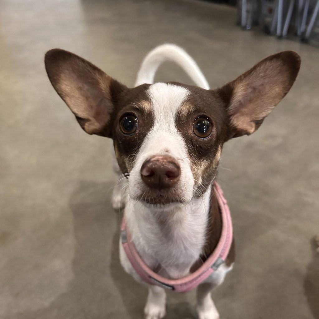 Dogs for Adoption Port Angeles