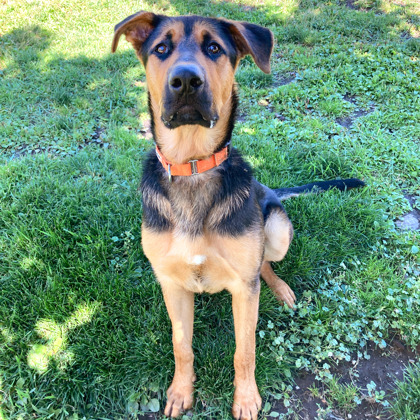 Dogs for Adoption Wenatchee