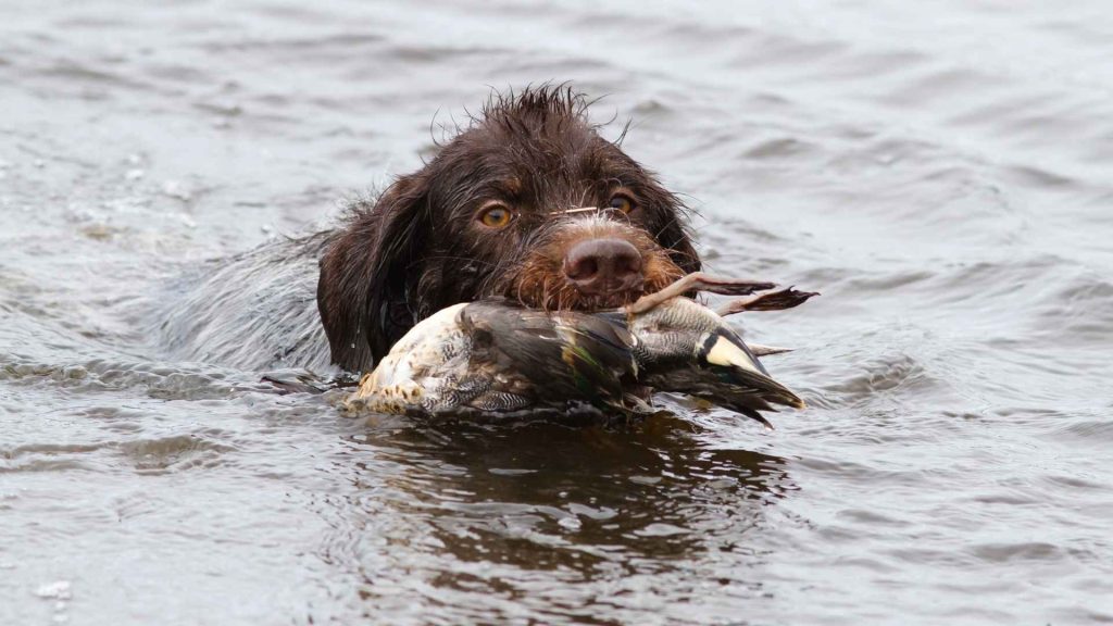 Duck Dog Breeds