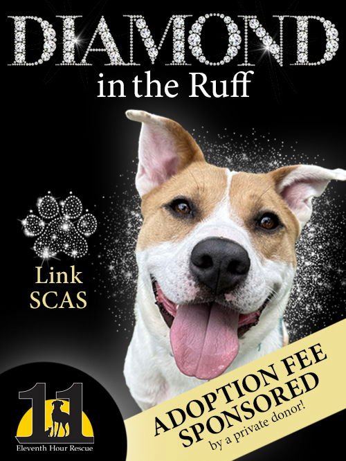 Eleventh Hour Rescue Adoptable Dogs